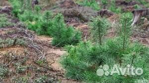 Живая изгородь из сосны быстрорастущая