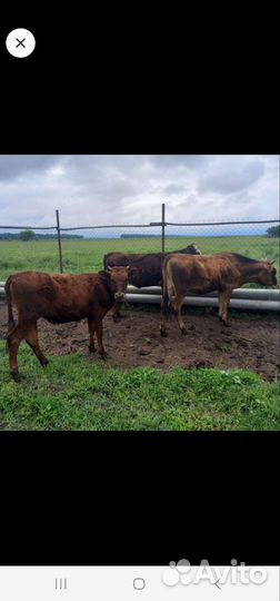 Тёлки стельные