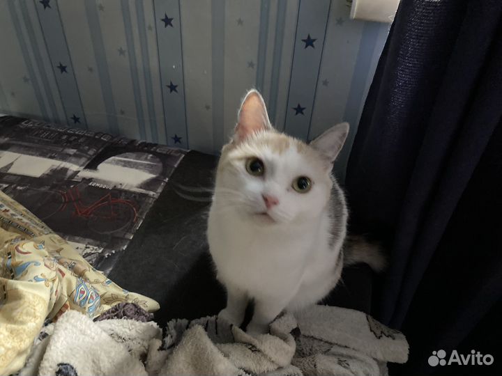 Кошка бесплатно