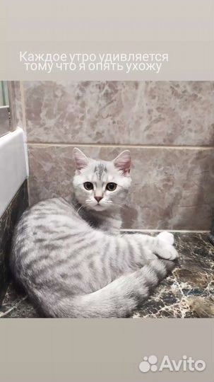 Коты для вязки