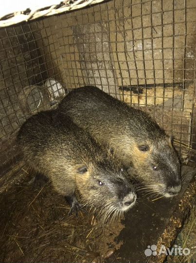 Продам нутрий