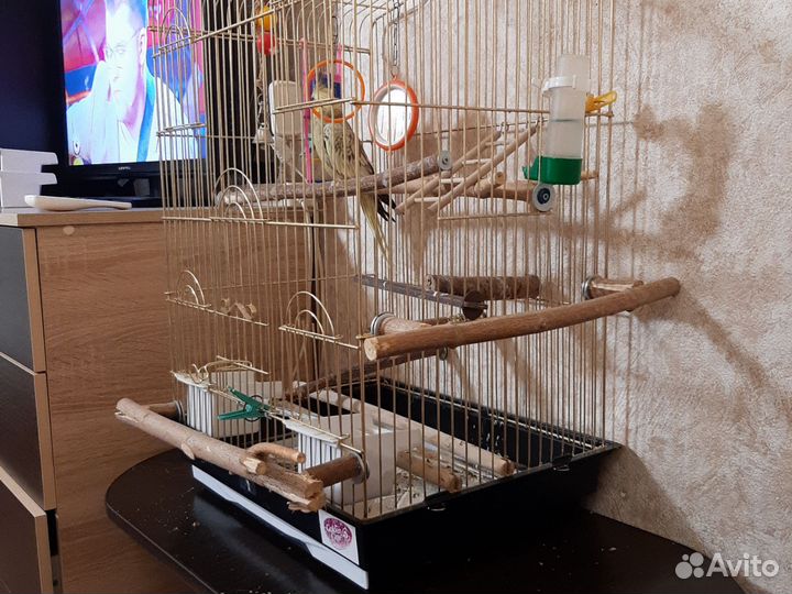 Попугай корелла