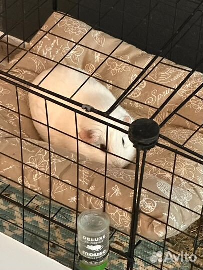 Морская свинка