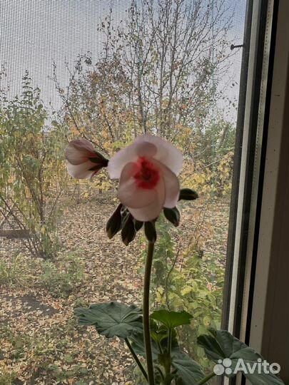 Комнатные растения цветы герань пеларгония