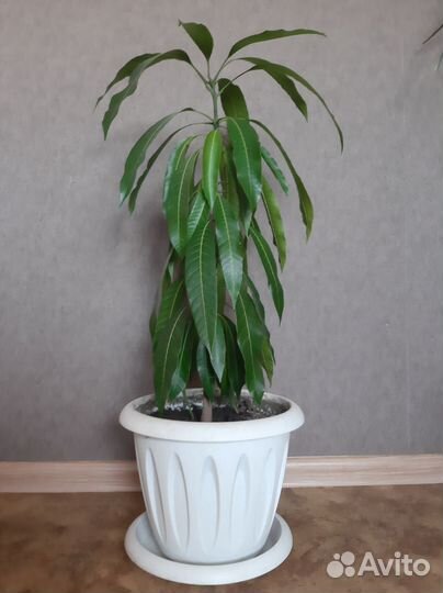 Растение Манго комнатное