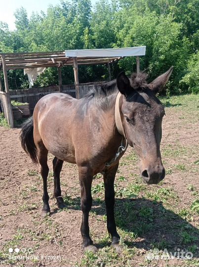 Конь жеребец