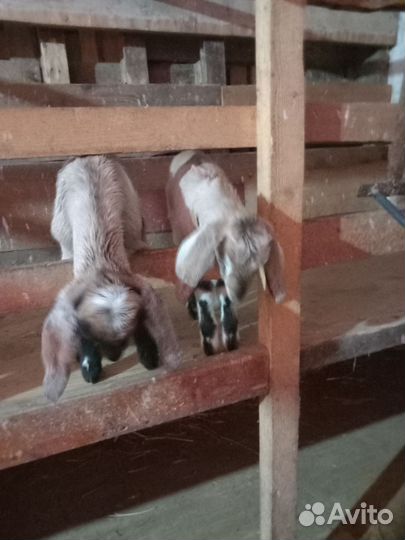 Нубийские козы козлы козлята