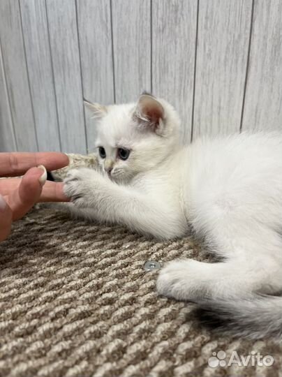 Милашки колор-пойнт