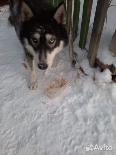 Хаски в добрые руки