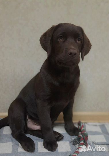 Щенок лабрадора ретривера шоколадного окраса