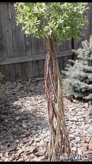 Плетеная ива(Русская пальма)