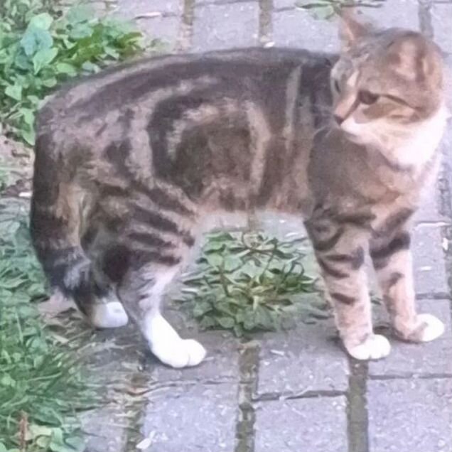 Взрослая, кошка в добрые руки
