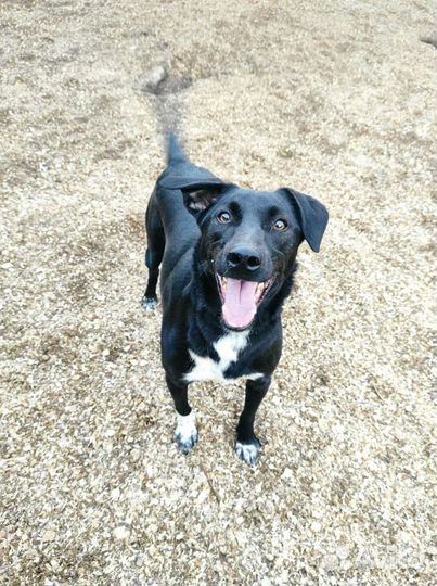 Самая веселая и добрая собака