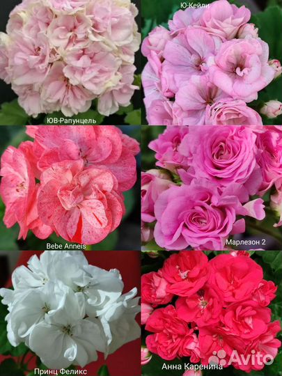 Пеларгония герань сортовая