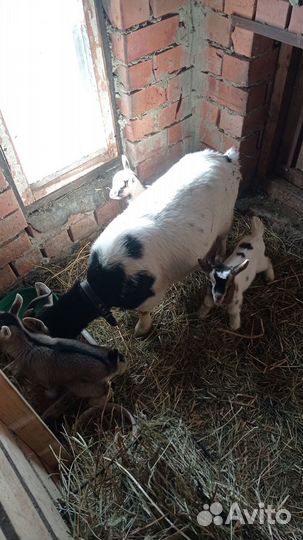 Камерунские карликовые козлята