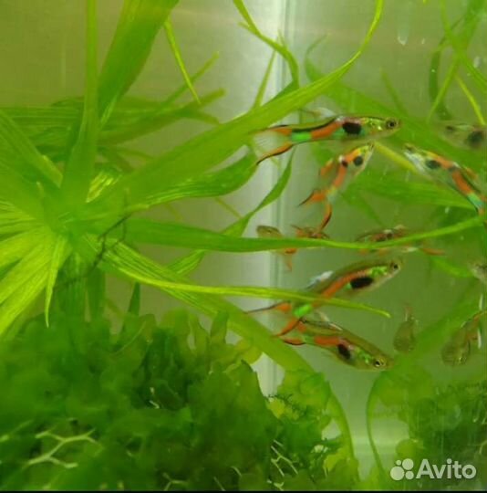 Аквариумные креветки,гуппи,грунт для аквариума