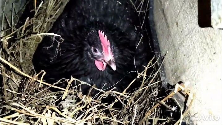 Цыплята суточные