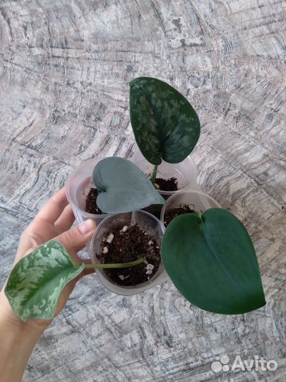 Сциндапсусы-Платинум, Жаде сатин, Сплеш блю,Треби