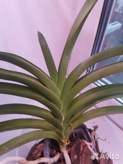 Орхидея Ванда