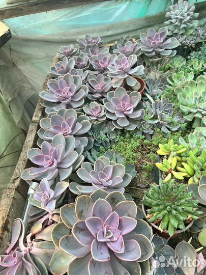 Эхиверия Нюрнберга (жемчужина)