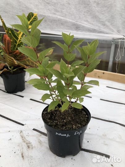 Гортензия polar бир, Пиксио