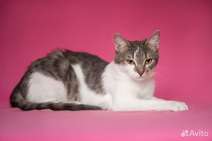 Кошка в дар бесплатно