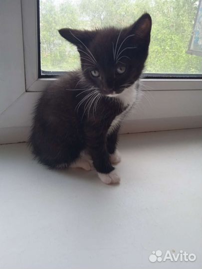 Котенок в дар бесплатно