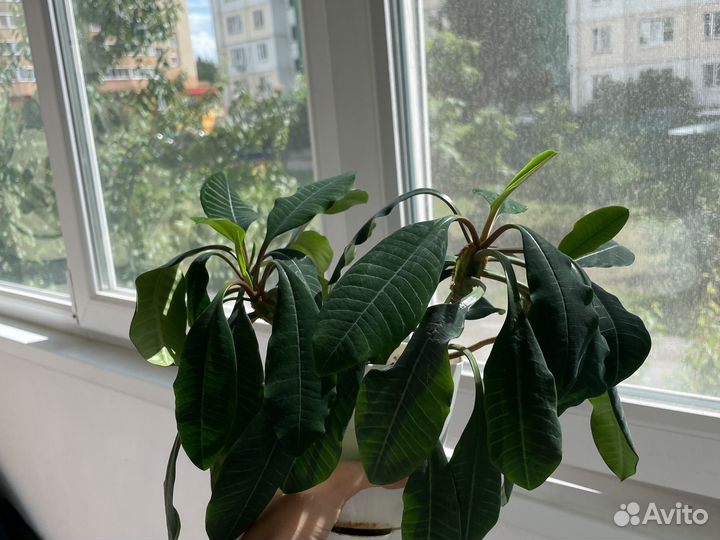 Комнатное растение