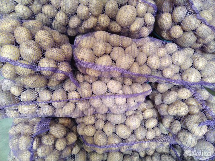 Продажа картофеля оптом и в розницу