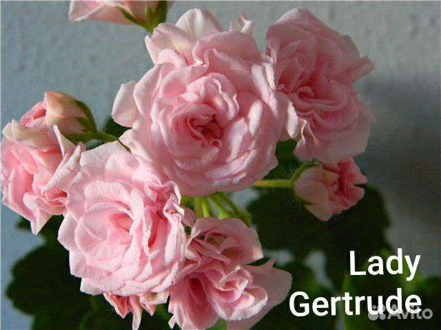 Пеларгония герань гибриды