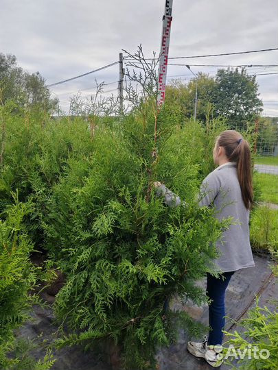 Туя брабант