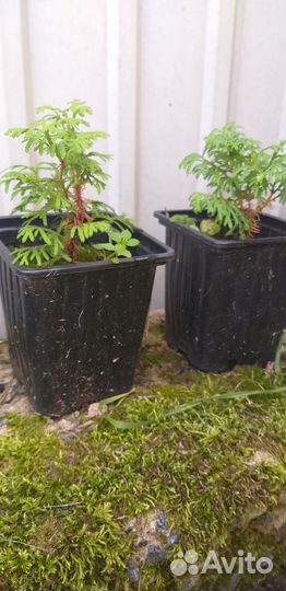 Саженцы туи