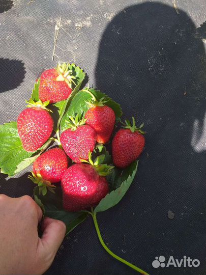 Клубника 37 сортов Генри, Ания, Бравура