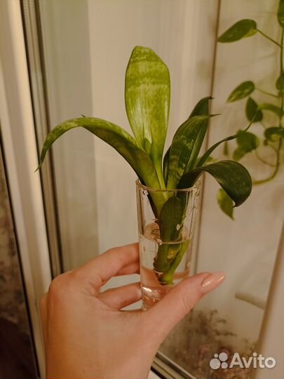 Щучий хвост