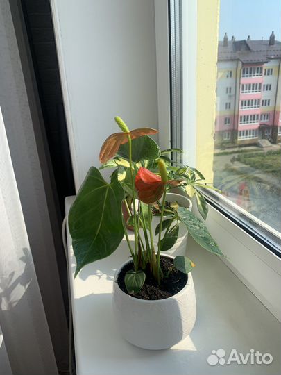 Антуриум оранж
