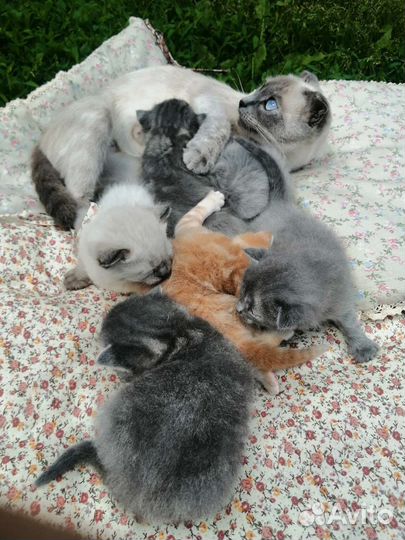 Котята в добрые руки