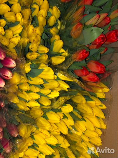 Тюльпан на 8 марта опт мелкий