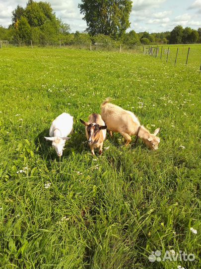 Козел, молодой, рабочий