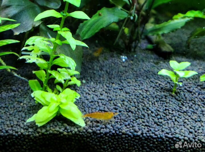 Оранжевые креветки (тыква)