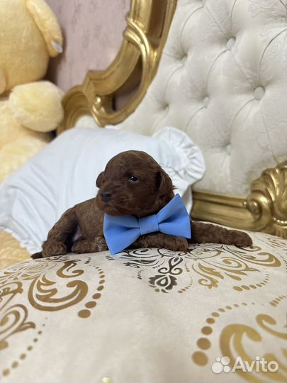 Той-пудель РКФ мальчик