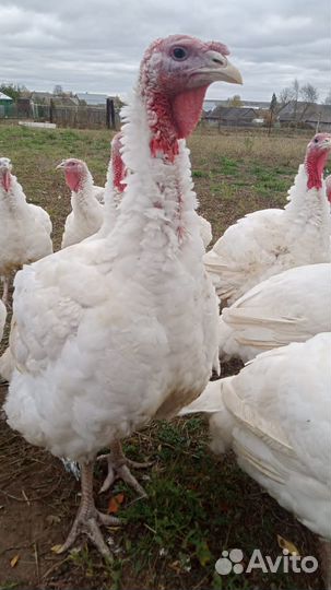 Мясо индюка