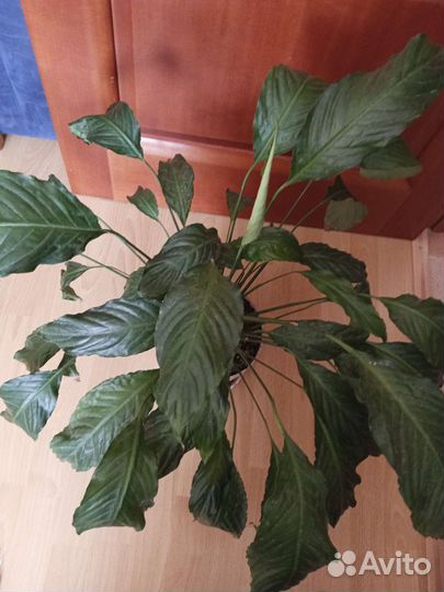 Спатифиллум