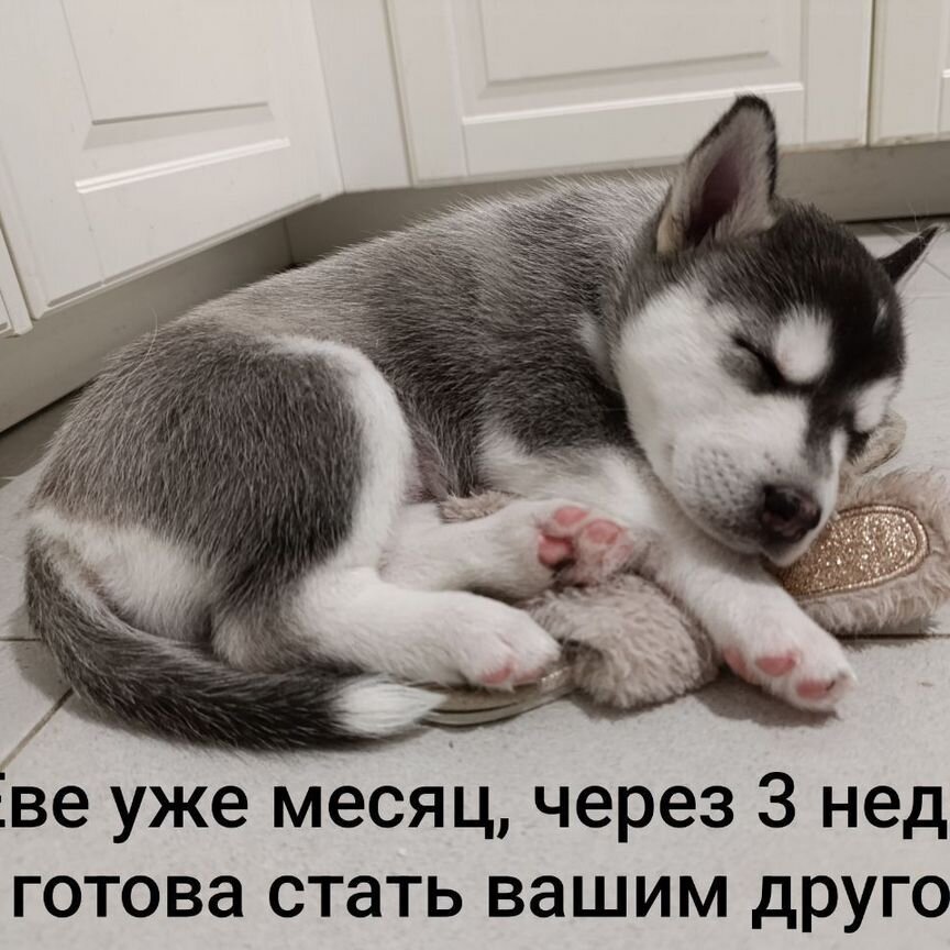 Щенок породы хаски