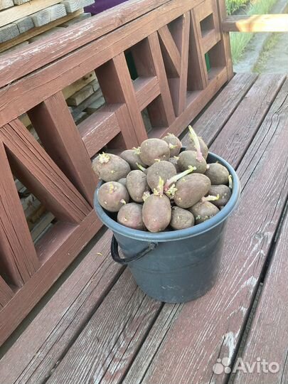 Семенной картофель