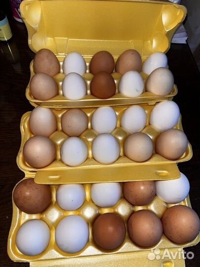 Домашние куриные яйца