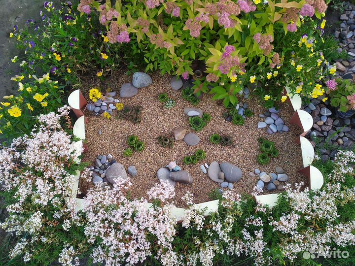 Молодило (каменная роза) Суккуленты