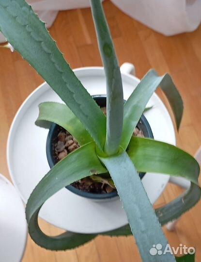 Агава американская