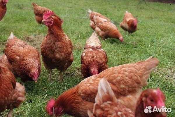 Несушки с доставкой