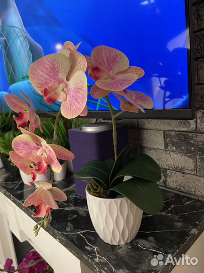 Орхидея фаленопсис