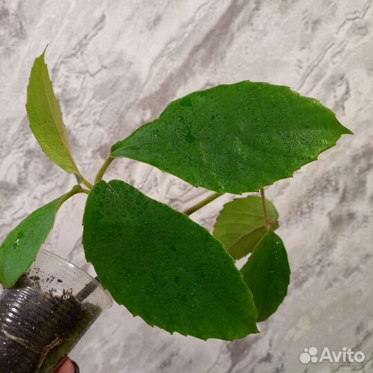 Тетрастигма вуанье